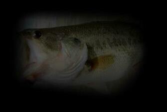 Largemouth Bass Tattoo Yeahgregtats Deviantart Pelauts
