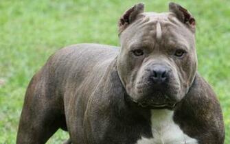 Pit Bull Dog Wallpaper Pictures Image