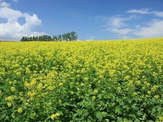 Hokkado Scenic Summer Field Japan Hokkaido Country Scenery Wallpaper