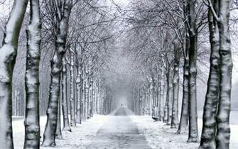 Trees Park Winter Snow Trail Wallpaper