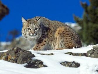 HD Bobcat Background Wallpaper