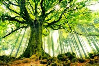 Trees Wallpaper Tree Desktop