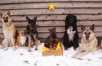 Christmas German Shepherd Pictures Dog