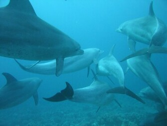 Desktop Background HD Dolphins