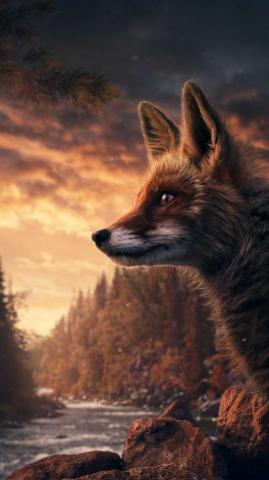 HD Fox Wallpaper Whatspaper
