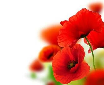 Red Poppy Flower Close Up Wallpaper HD Image Picture