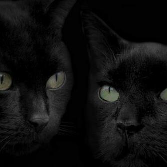 HD Cat iPad Wallpaper