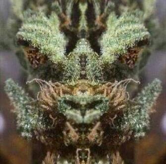 Puff The Magic Dragon Face In Nug Marijuana Stoner Know