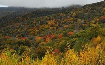 Great Smoky Mountains National Park Wallpaper Nature