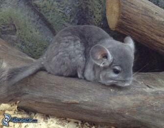 Chinchilla
