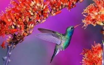 Flowers Birds Wallpaper Hummingbirds