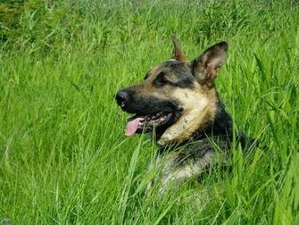German Shepherd Wallpaper Dogs Desktop