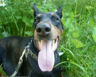 The Doberman Dog Desktop Wallpaper Pictures Online For Pc