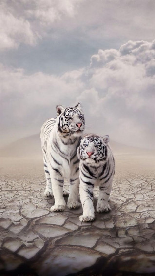 Drought Sandy Clouds White Tiger Cp iPhone Wallpaper
