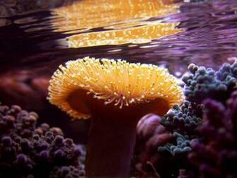 Reef Aquarium Wallpaper The Geothermal Aquaculture
