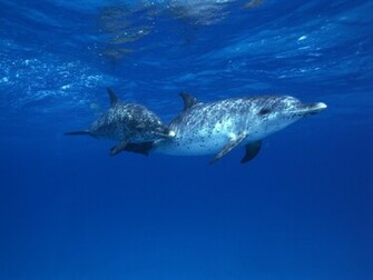 Ocean Life Picture HD Wallpaper Background