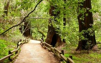 Mlewallpaper Muir Woods Path Ii