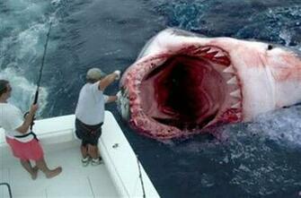 Dangerous Shark Fish Attack Wallpaper Gallery Sa