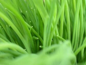 HD Cream Wallpaper Lime Green