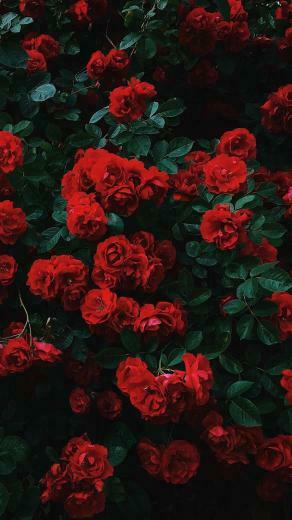 Red Roses With Image Flower Phone Wallpaper iPhone