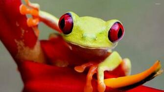 Red Eyed Tree Frog Wallpaper Animal