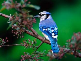 Birds HD Widescreen Wallpaper Desktop