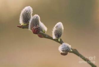 Willow Tree Photograph By Sasha Samardzija
