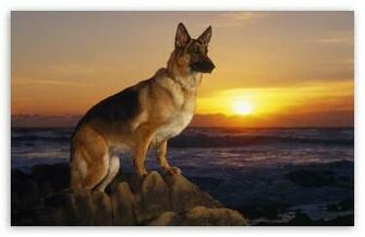 Day At The Beach German Shepherd HD Wallpaper For Standard
