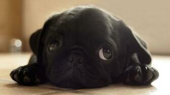 Cute Black Pug Wallpaper HD Desktop