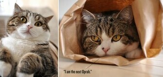 Instagram Most Famous Feline