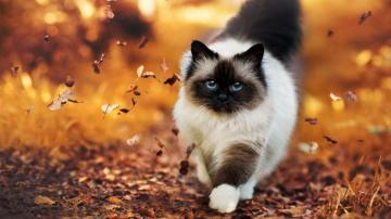 Autumn Cat Wallpaper 4k HD Background On Wallpaperbat