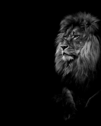 Black And White Lion Wallpaper