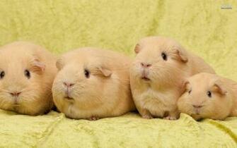 Pics Photos Funny Guinea Pig Wallpaper