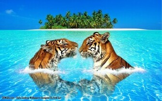 Wallpaper Wildlife Nature Photocombo