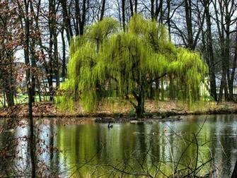 Pictures Of Trees To Make You Love Nature More Slodive