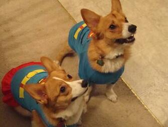 Corgis In Costumes Sophisticated Costume