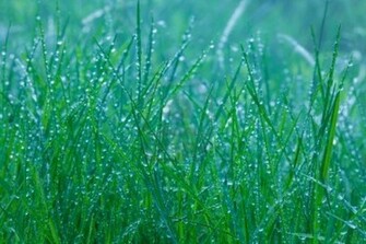 Green Grass Wallpaper Magz