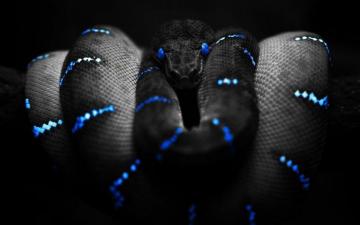 HD Black Snake Wallpaper 3d Desktop