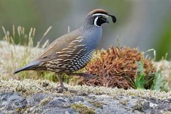 California Quail Computer Wallpaper Desktop Background