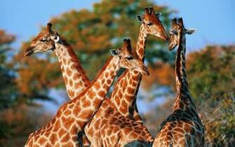 Giraffe Background Wallpaper Win10 Themes