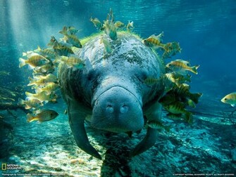 Famous National Geographic HD Wallpaper Part Unique