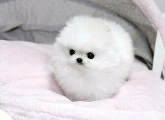 Teacup Pomeranian Desktop Wallpaper Dogbreedswallpaper
