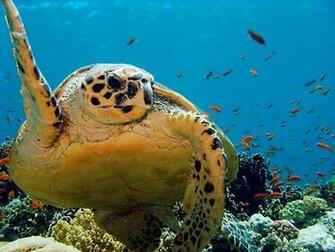 Ocean Animals Turtles Wallpaper High Quality