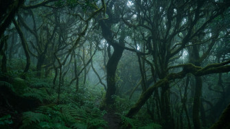 Green Forest Wallpaper