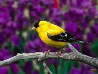 Summer Bird Wallapers HD Wallpaper