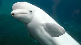 Dolphin HD Wallpaper Image Stream