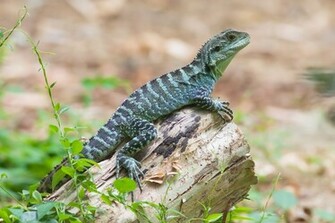 Gippsland Water Dragon Computer Wallpaper Desktop Background