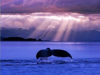 Blue Whale Wallpaper