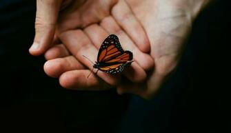 Butterfly Hands Insect Wallpaper