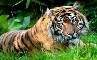 Retro Mac Tiger Desktop Background Wallpaper Quoteko